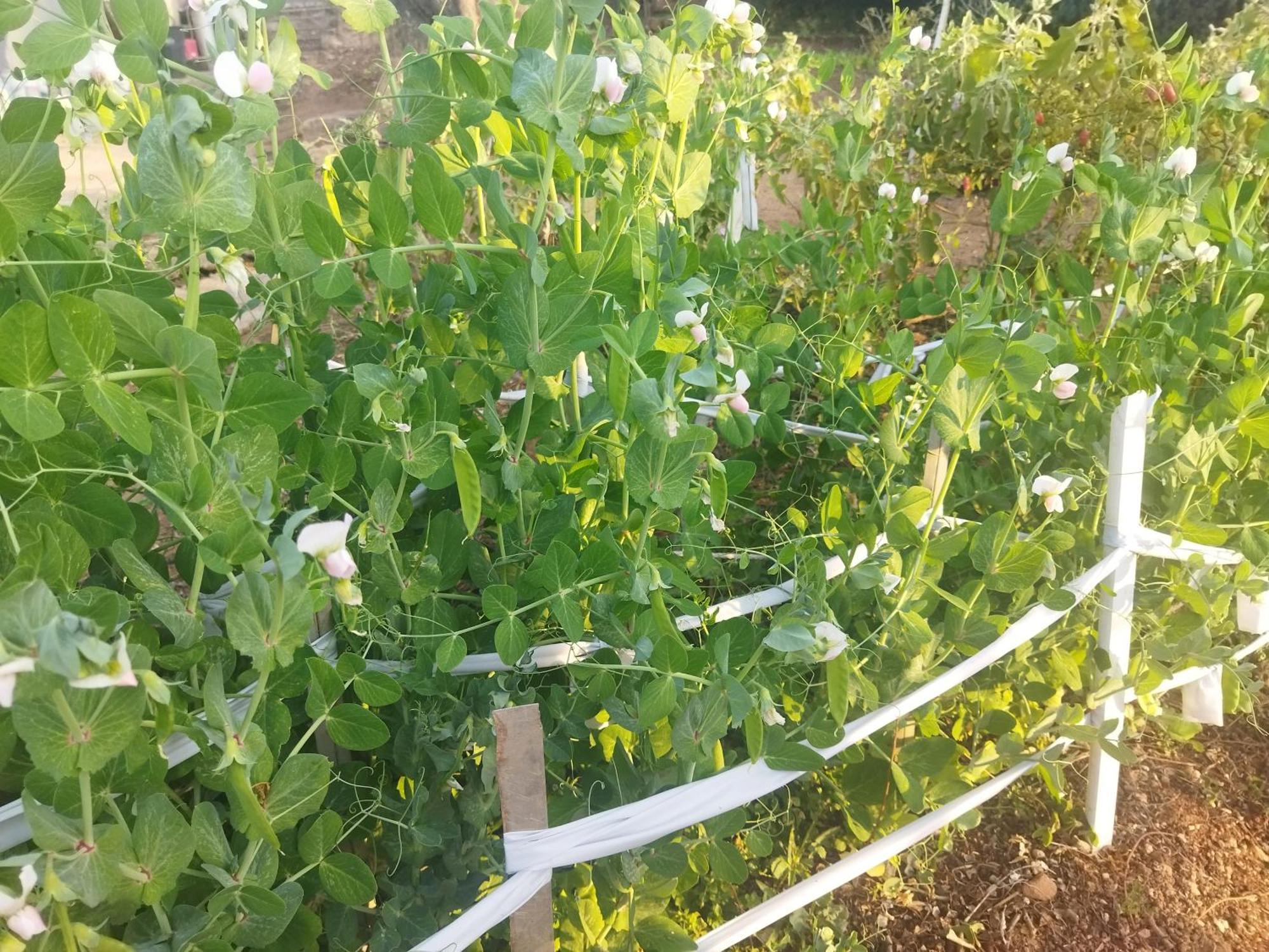 Otentik Guesthouse 음바바네 외부 사진